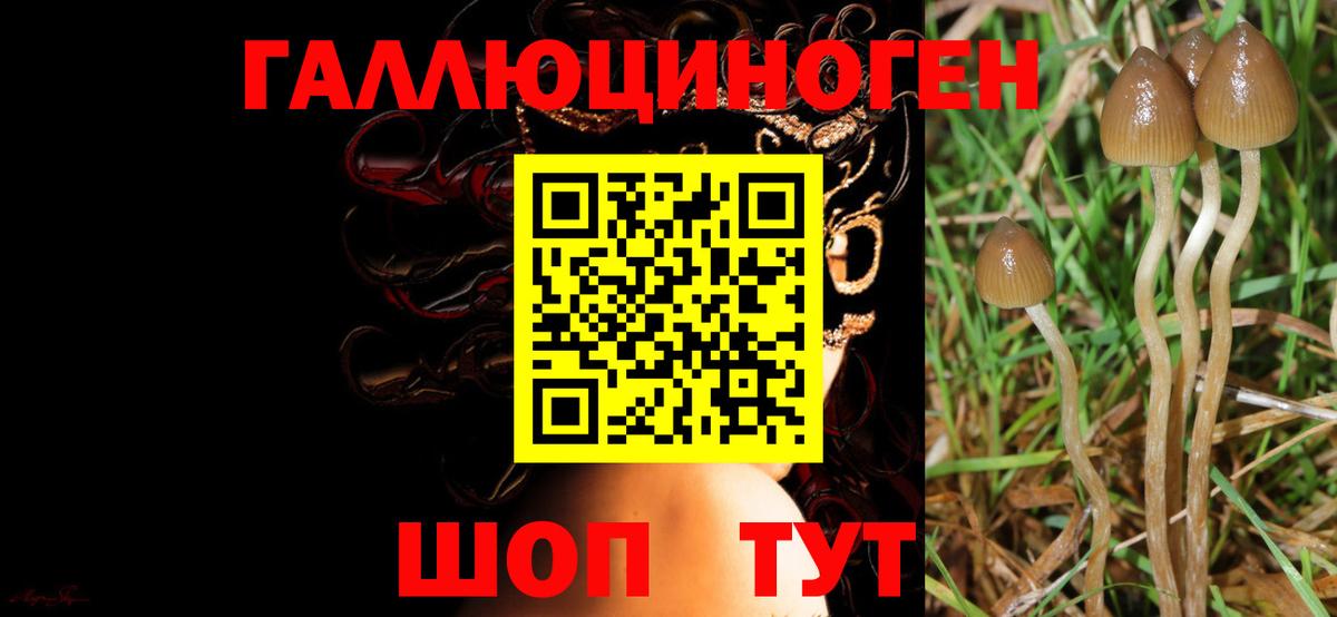Галлюциногенные грибы Psilocybe  Вход с VPN  наркошоп  Кореновск 